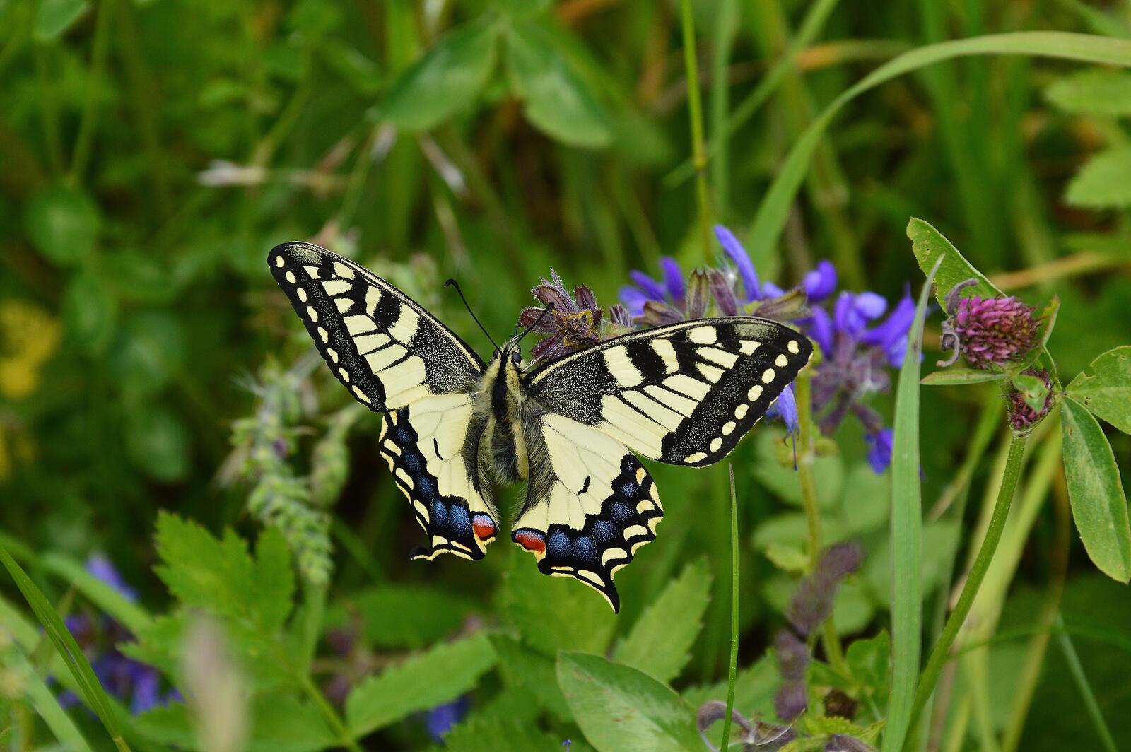免费照片夏天，一只蝴蝶坐在绿草地上。