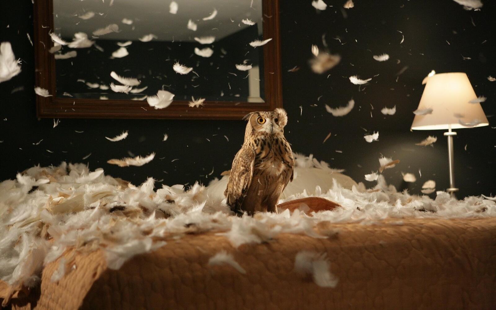 Бесплатное фото Филин разорвал подушку с перьями