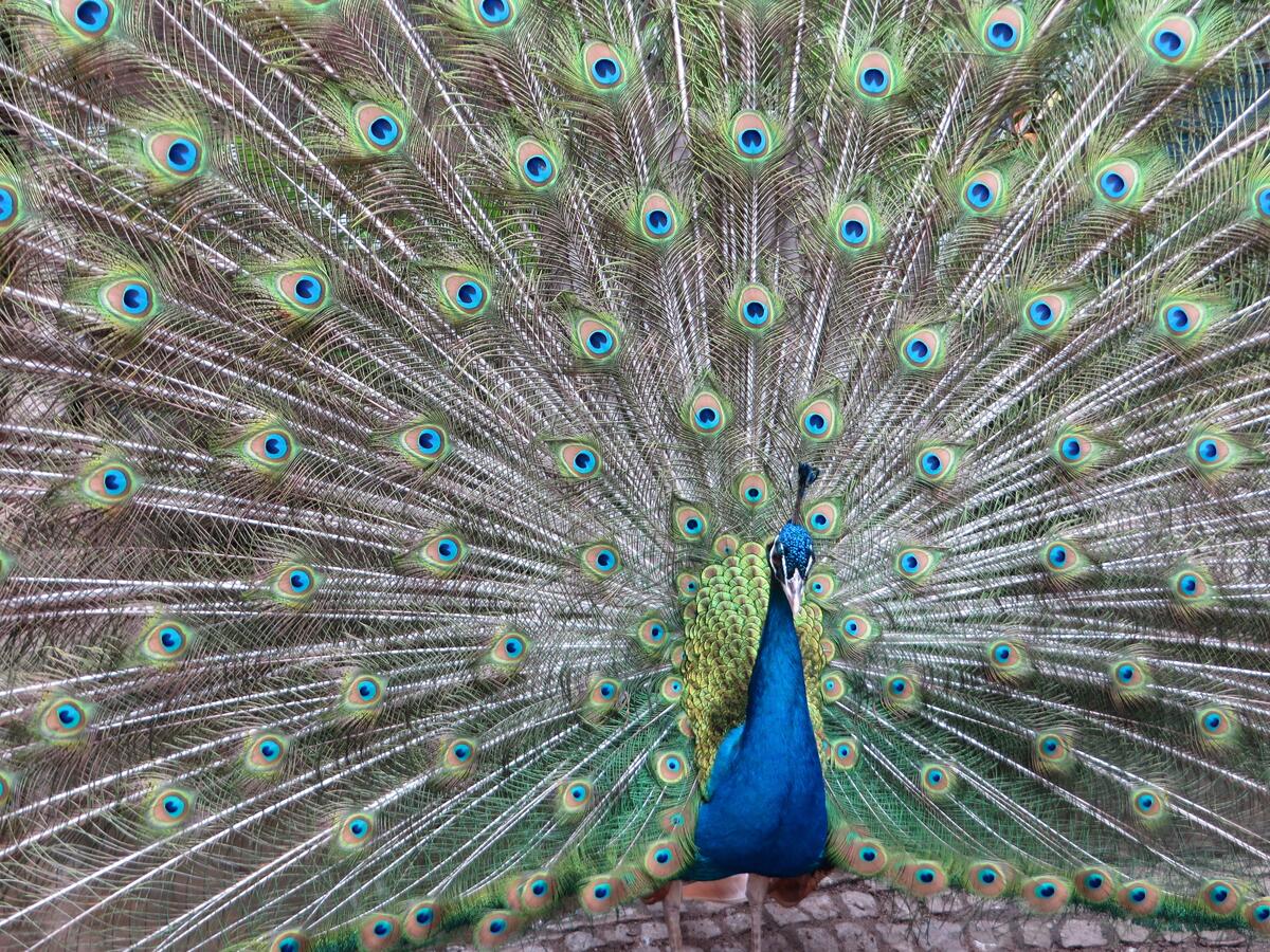 The peacock shows its tail