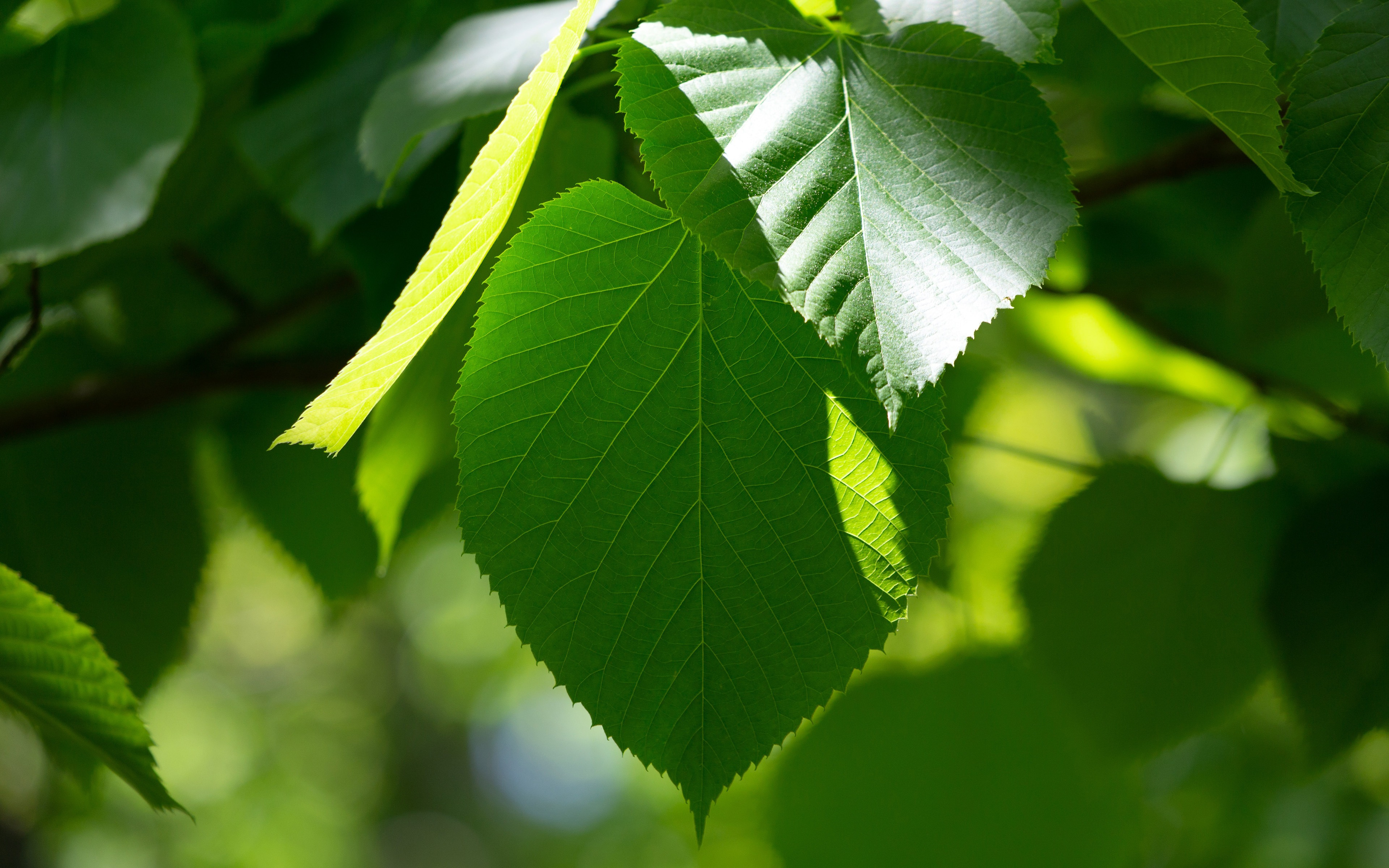 Бесплатное фото Зеленые листья под утренними солнечными лучами