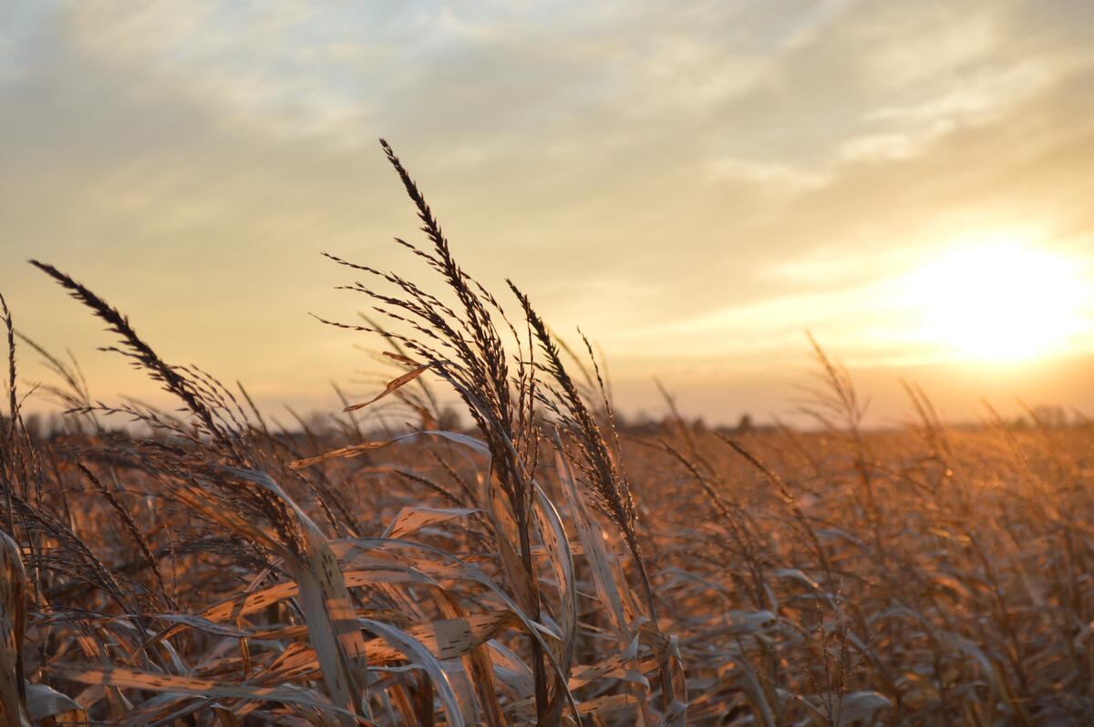 A large field of rye at sunset