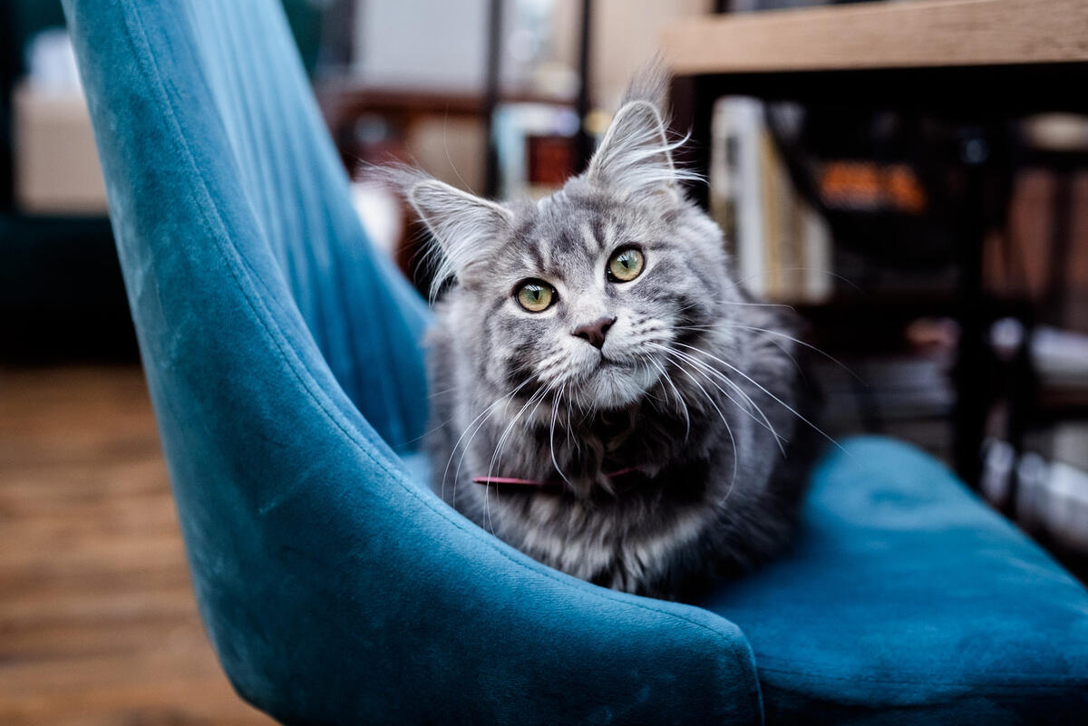 Серый кот мейн-кун лежит на синем кресле
