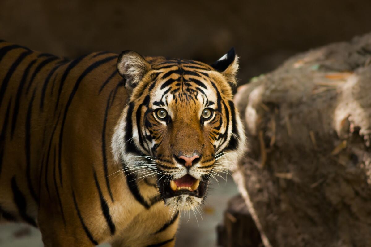 The tiger looks at the photographer
