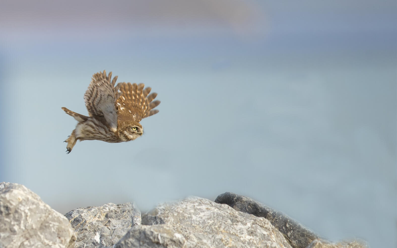 Free photo An owl in flight