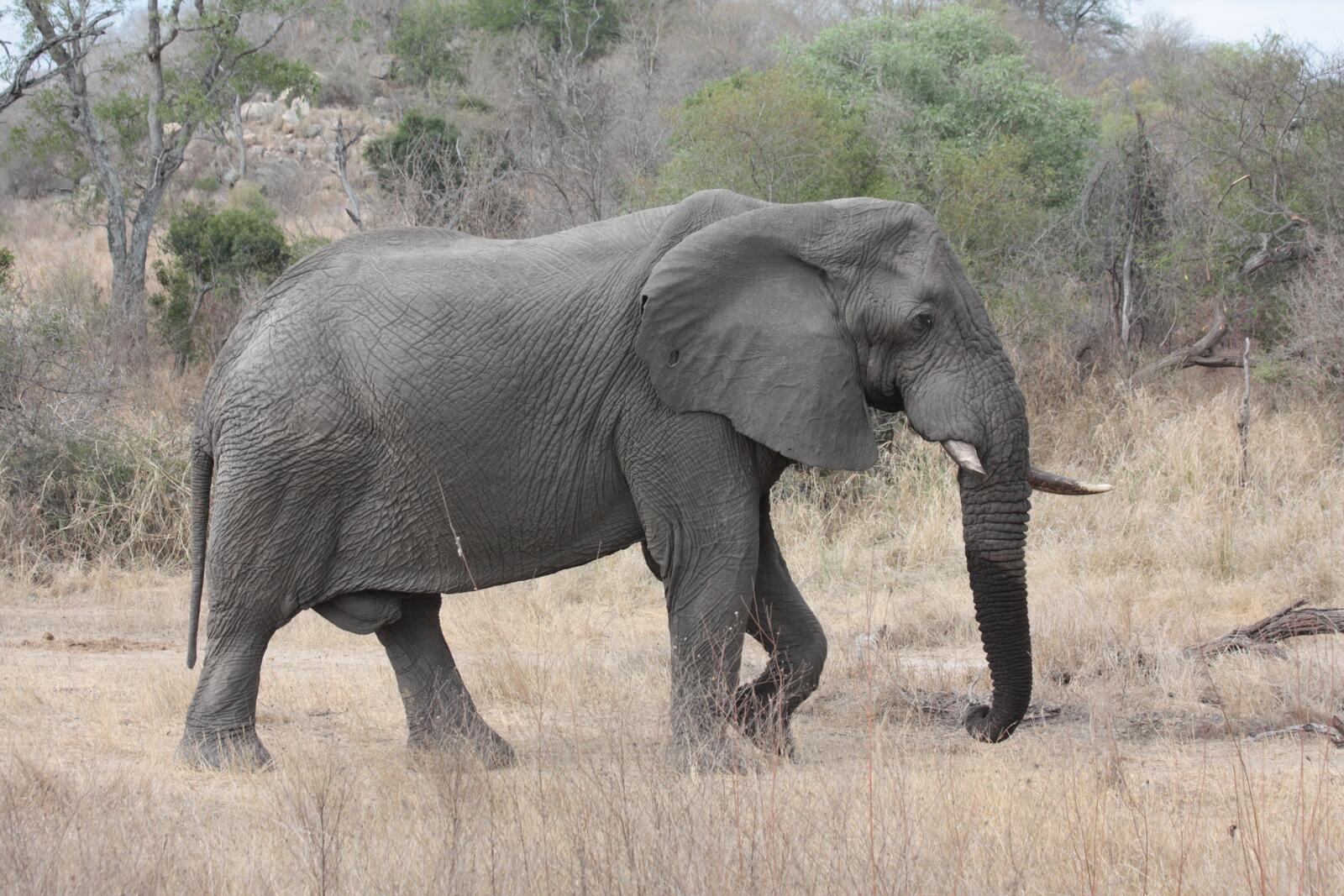 Бесплатное фото Большой старый слон