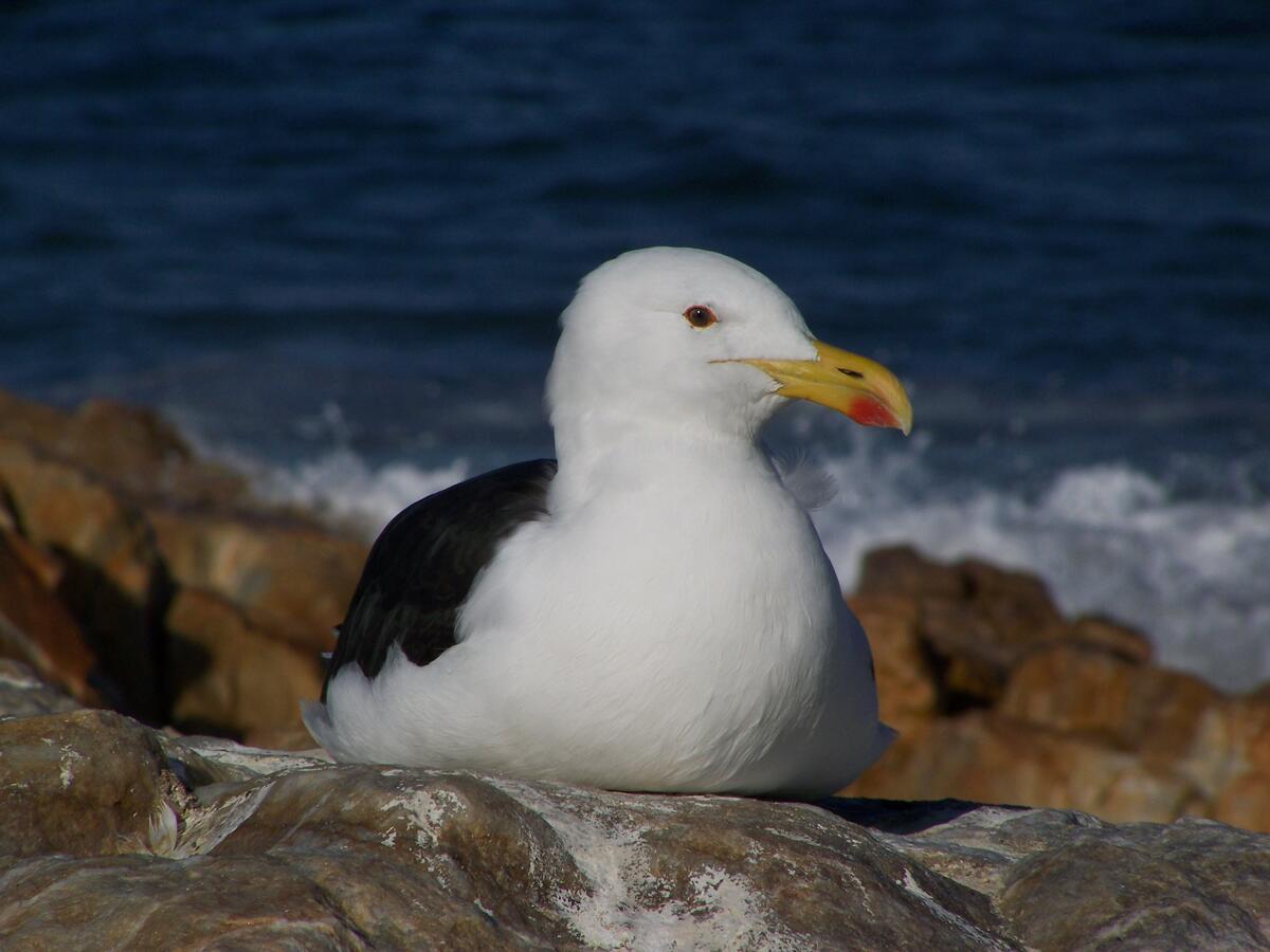 A seagull basks on the rocks by the seashore