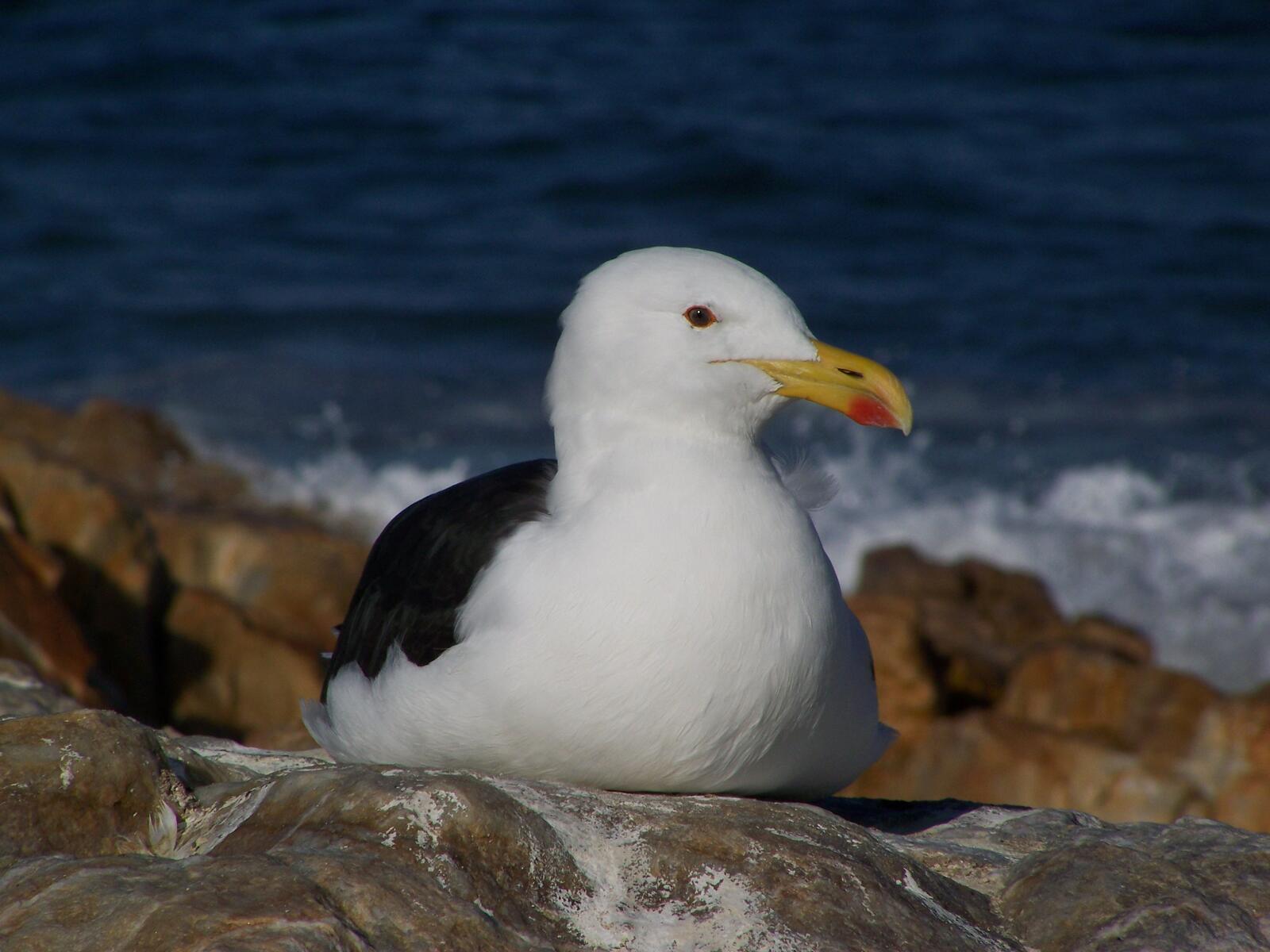 免费照片海鸥在海边的岩石上晒太阳