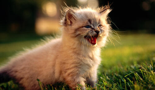 Persian kitten on the street