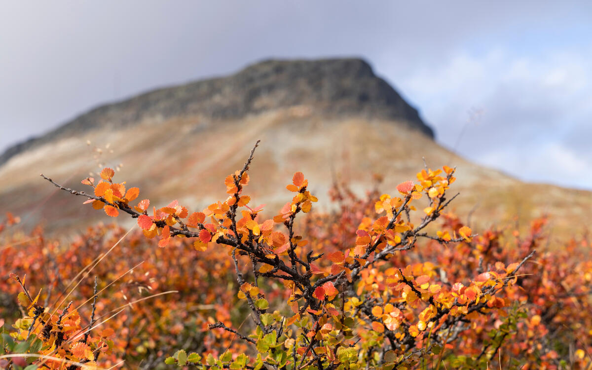 Осенняя природа в Финляндии