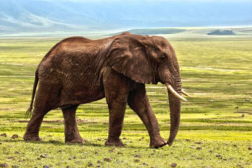 An elephant with tusks walks across a large green field