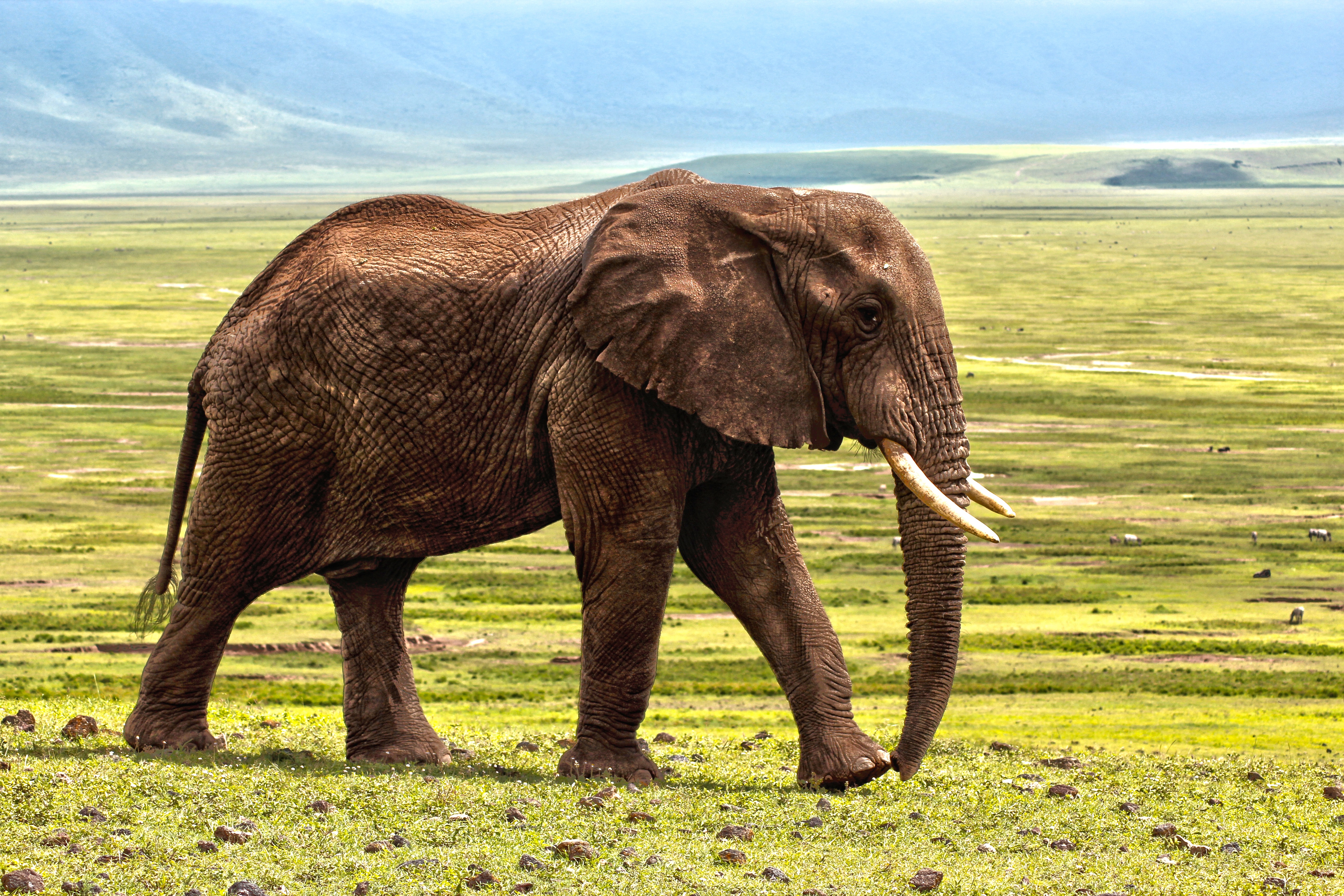 Free photo An elephant with tusks walks across a large green field