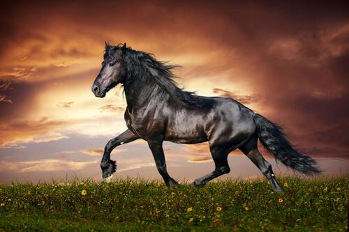 A zealous horse