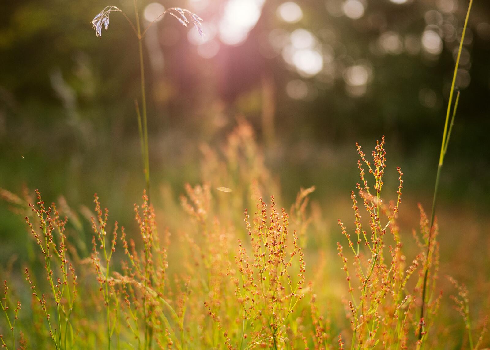 Free photo Rays of sunlight illuminate the grass near the forest
