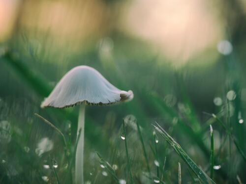 A picture of a mushroom in green grass.