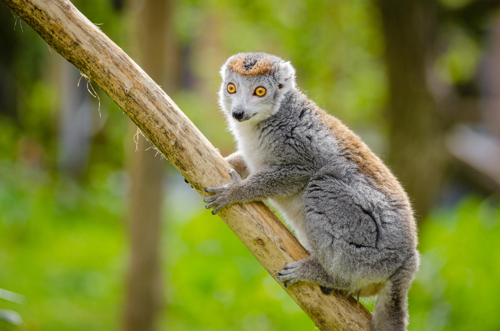 免费照片一只松鼠猴爬上树枝