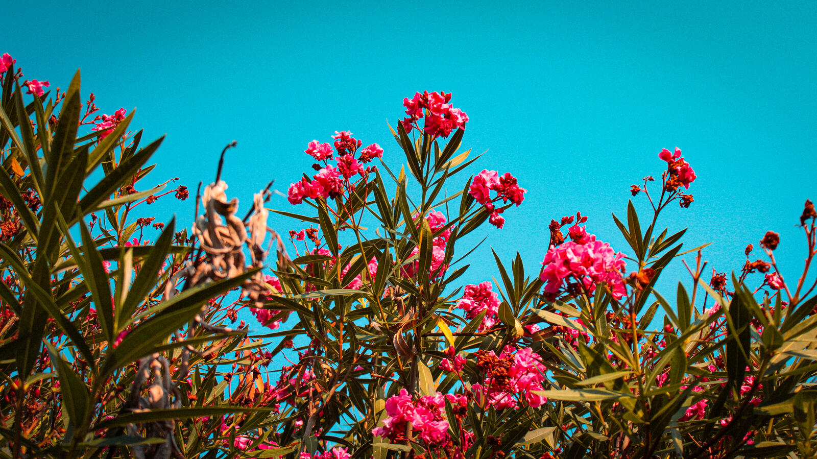 Красивые цветы на фоне голубого неба