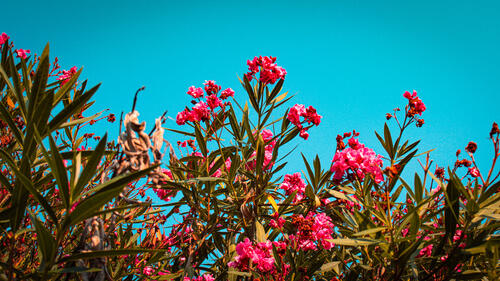 Schone Blumen gegen einen blauen Himmel