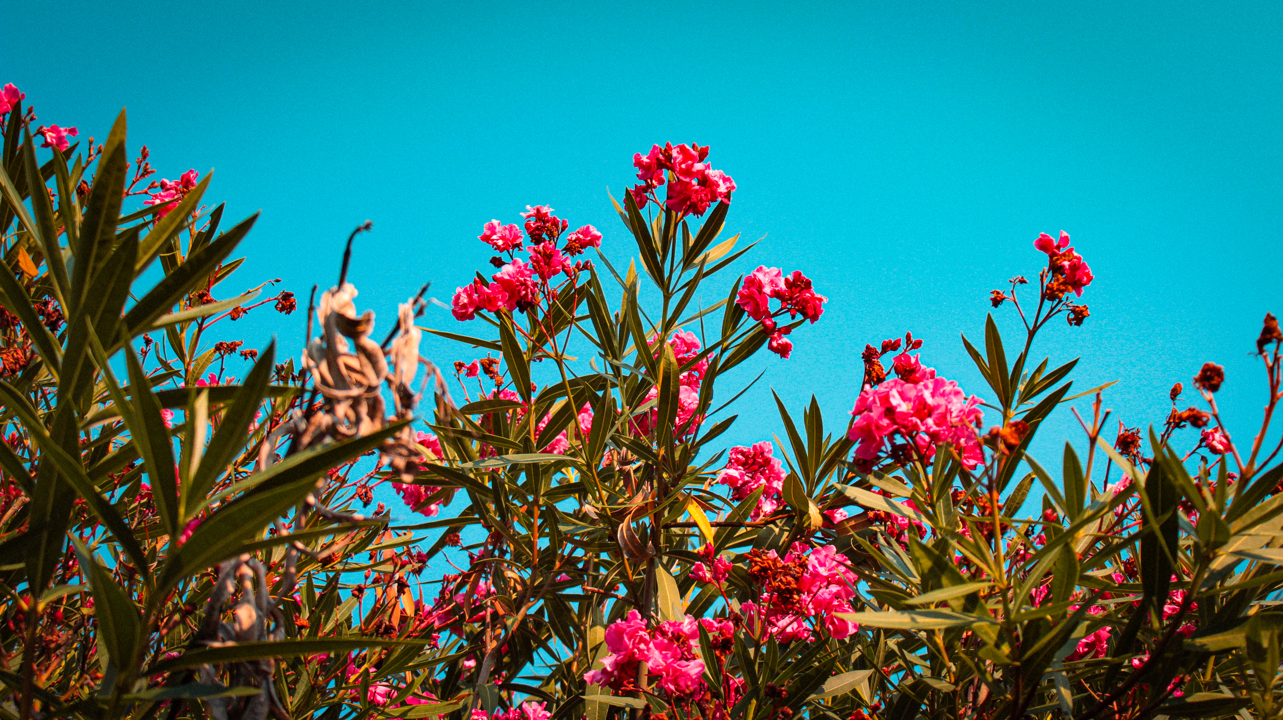 Красивые цветы на фоне голубого неба