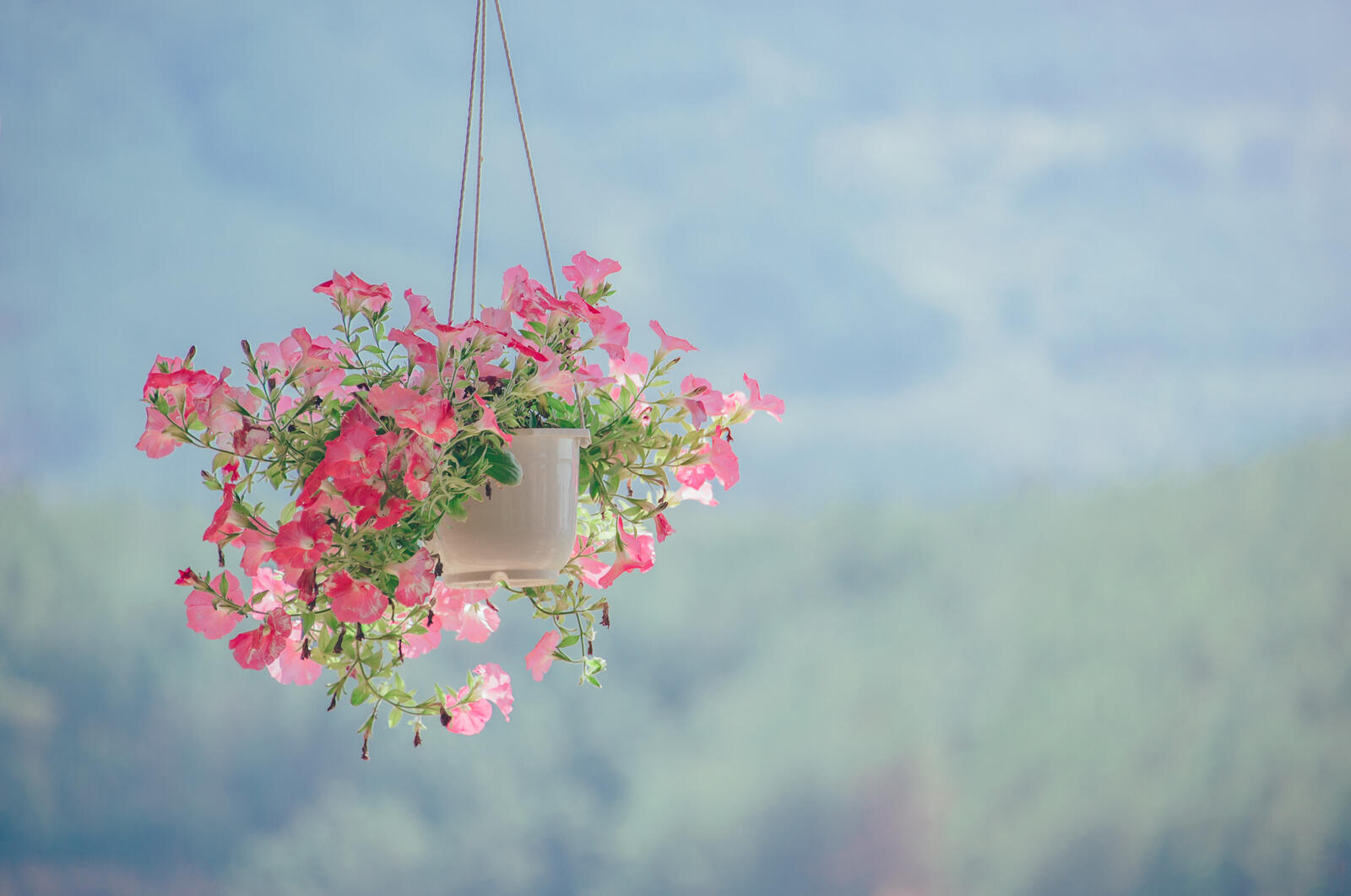 Free photo Pink flowers in a hanging pot