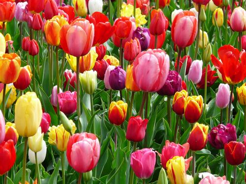 Поле с цветными тюльпанами