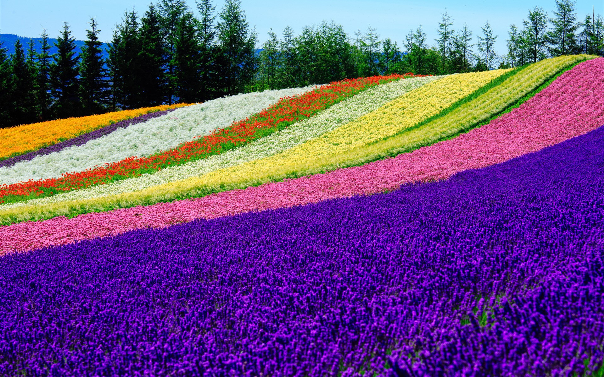 Wallpapers stripes garden wallpaper colorful field on the desktop