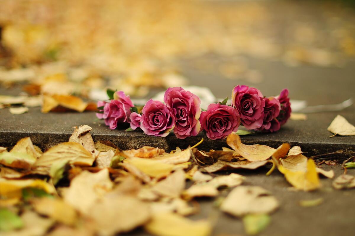 Flowers lie on the ground during fall foliage fall