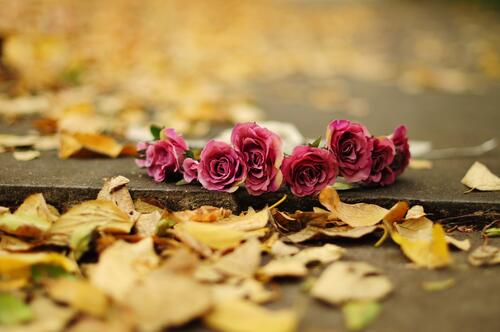 Flowers lie on the ground during fall foliage fall