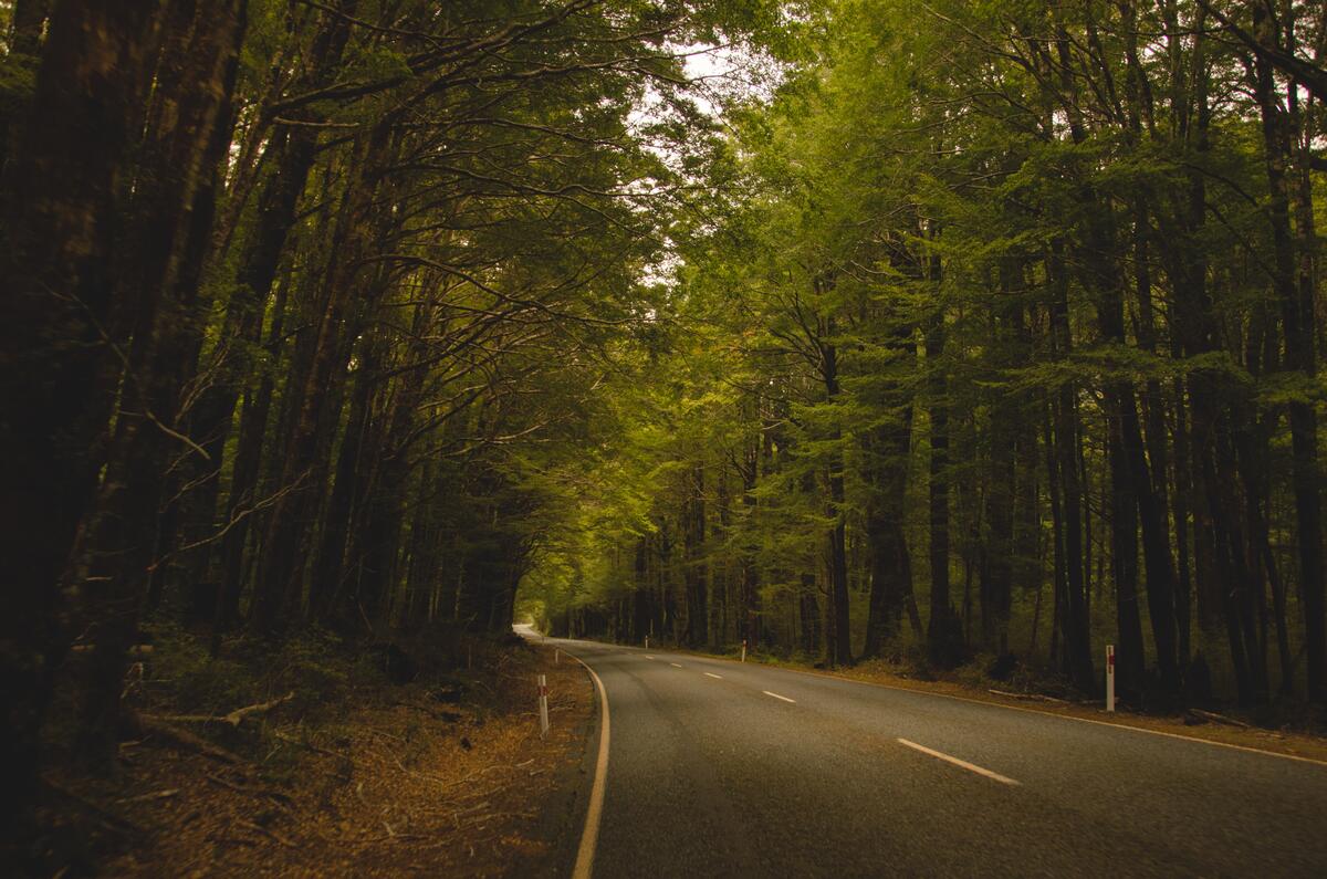 Дорога через летний лес