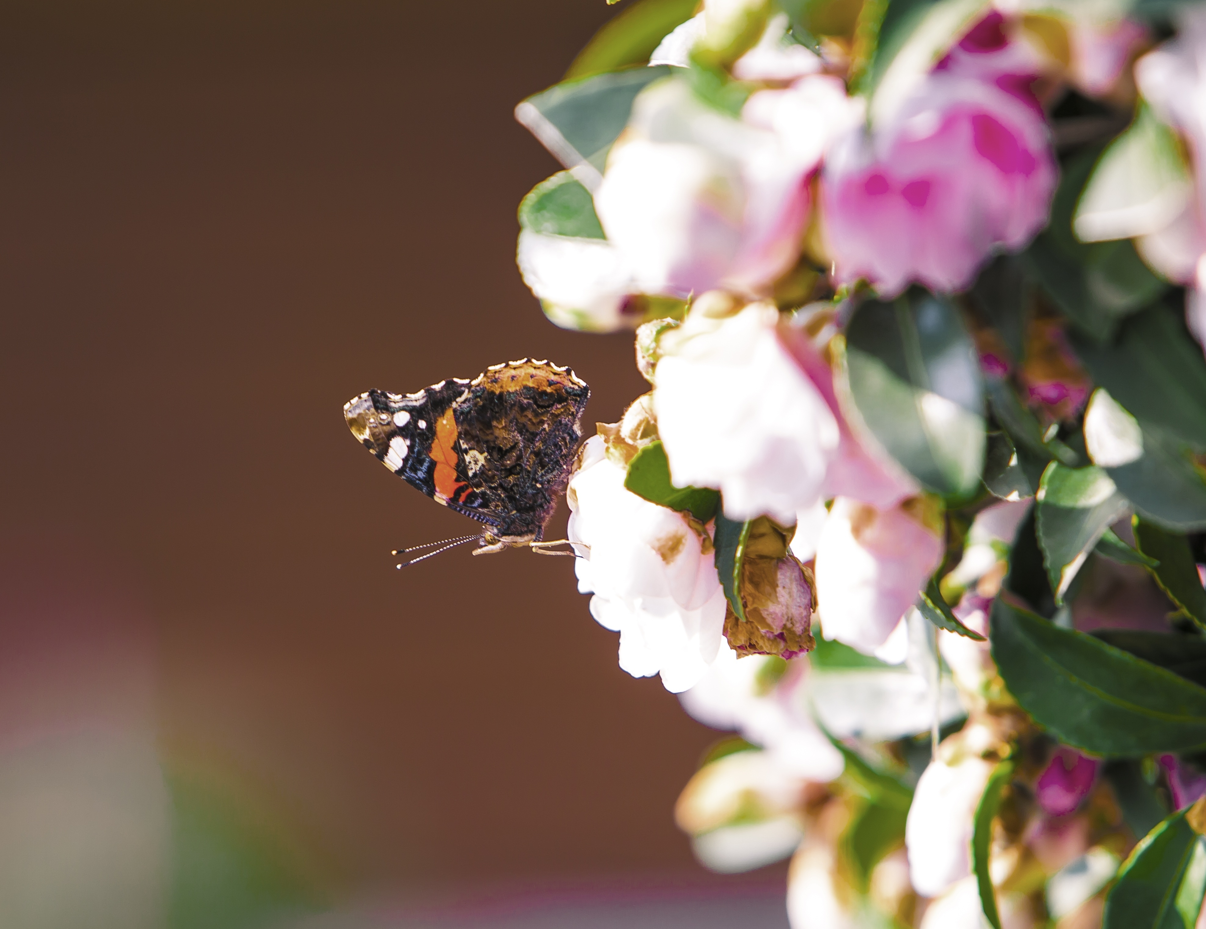 A butterfly sits on a shrub with flowers.