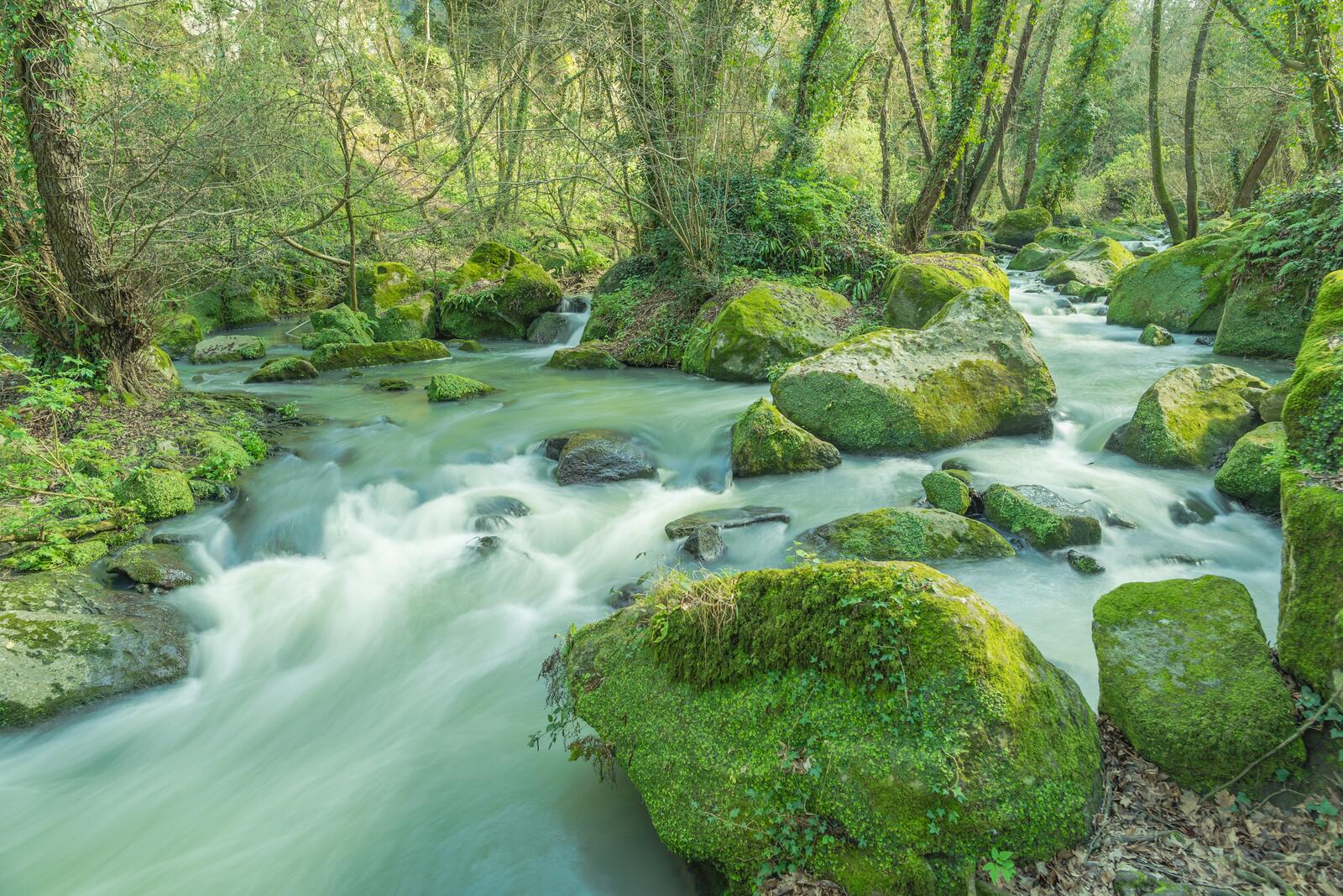 Бесплатное фото Сильный речной поток в летнем лесу