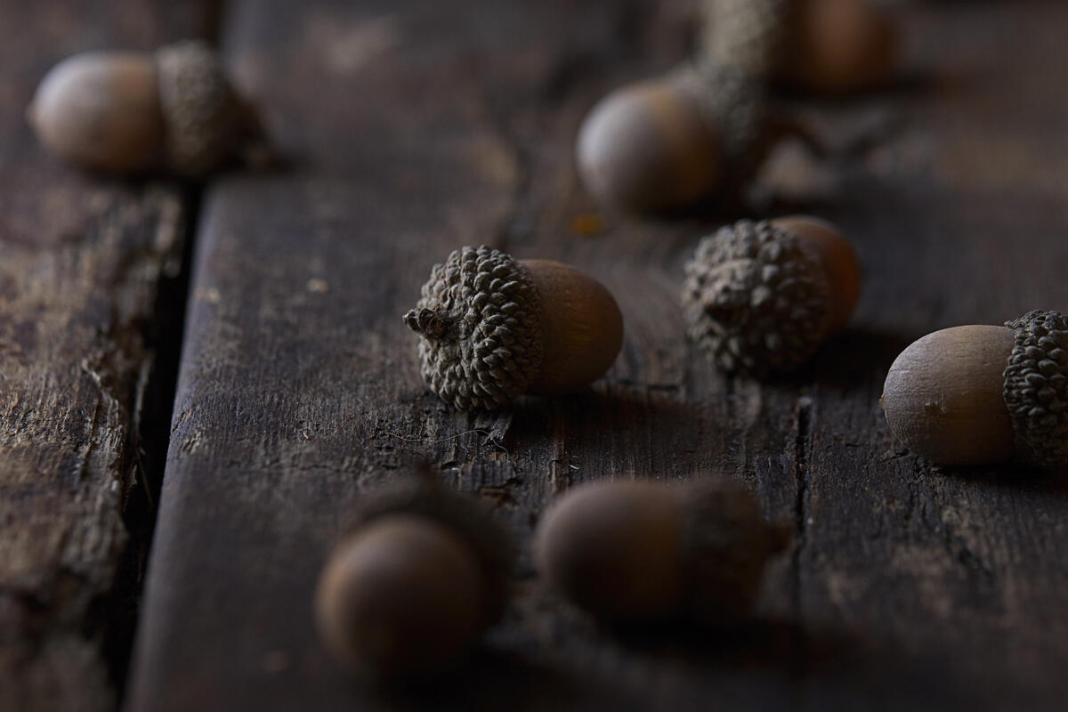 Scattered acorns on a wooden table