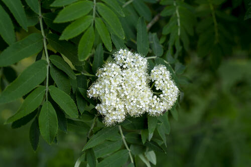 White flowers on the branch of a rowan tree