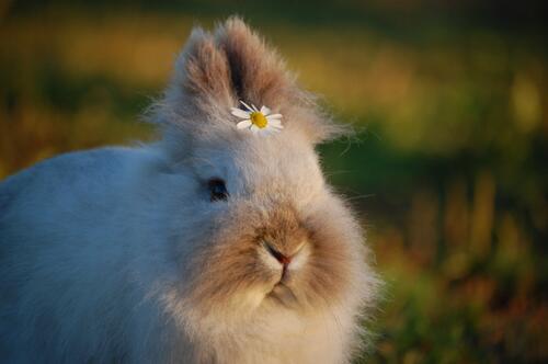 A cute bunny with a daisy between his ears.