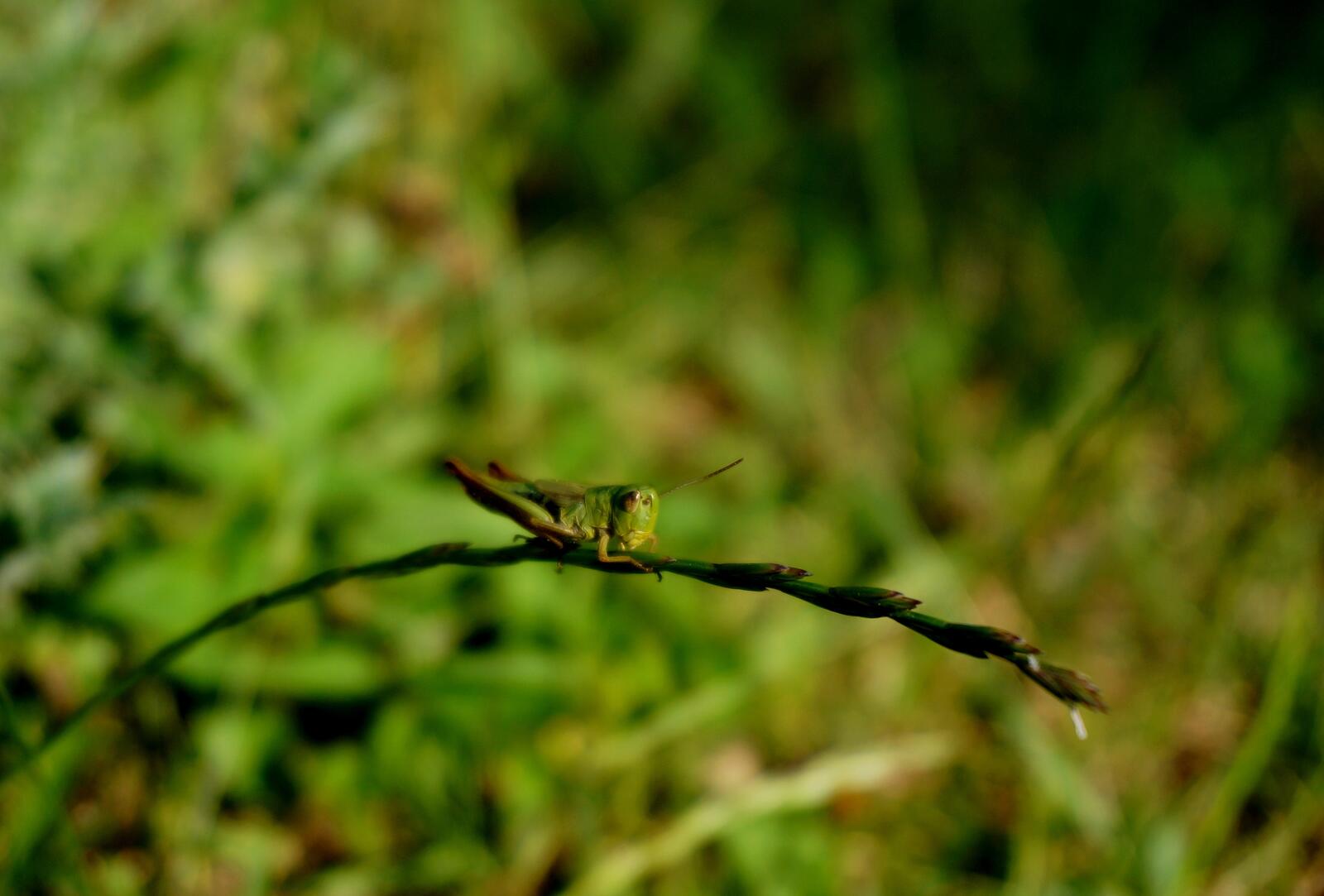 Free photo Green grasshopper on a branch