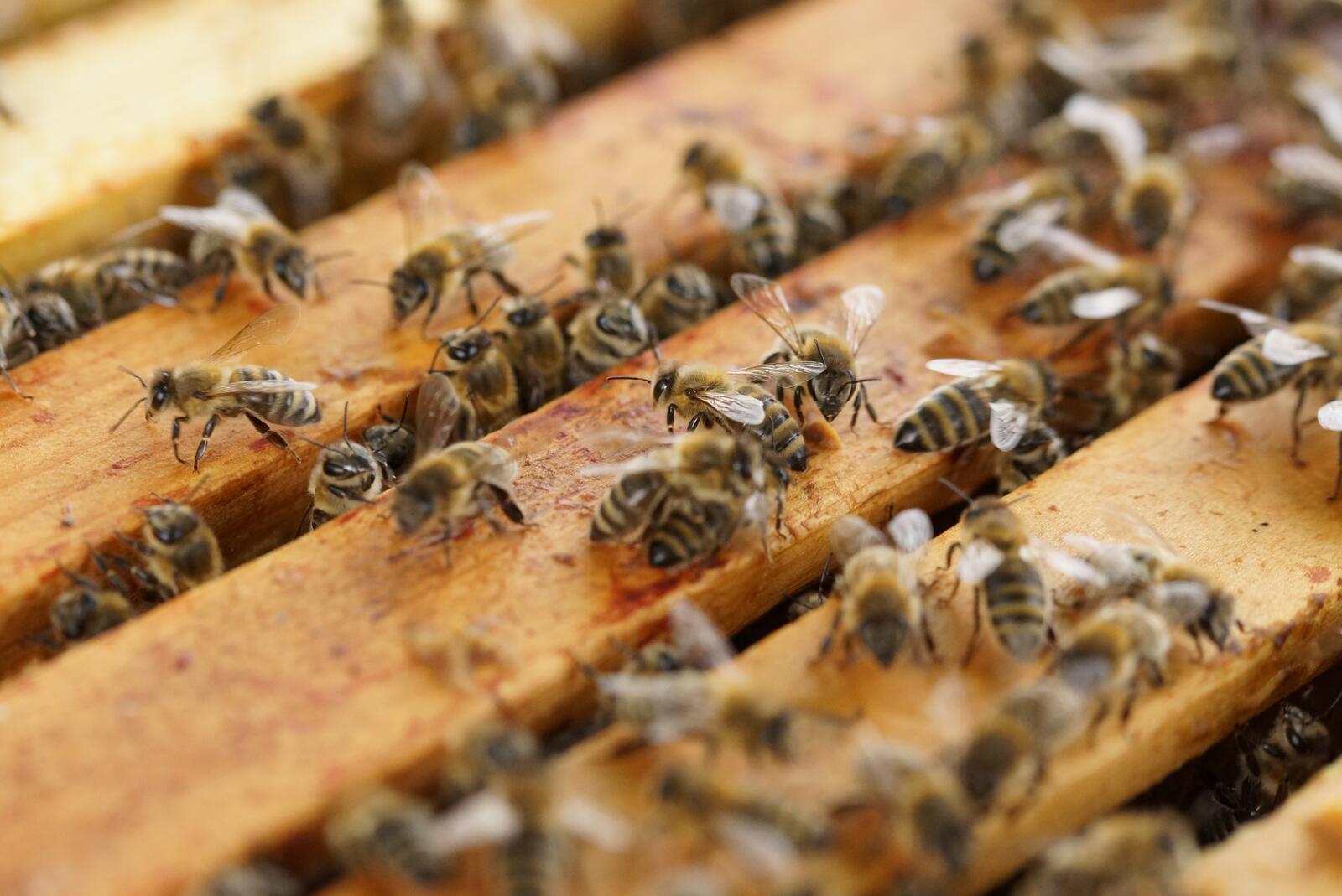 免费照片蜜蜂在蜂巢里爬来爬去。