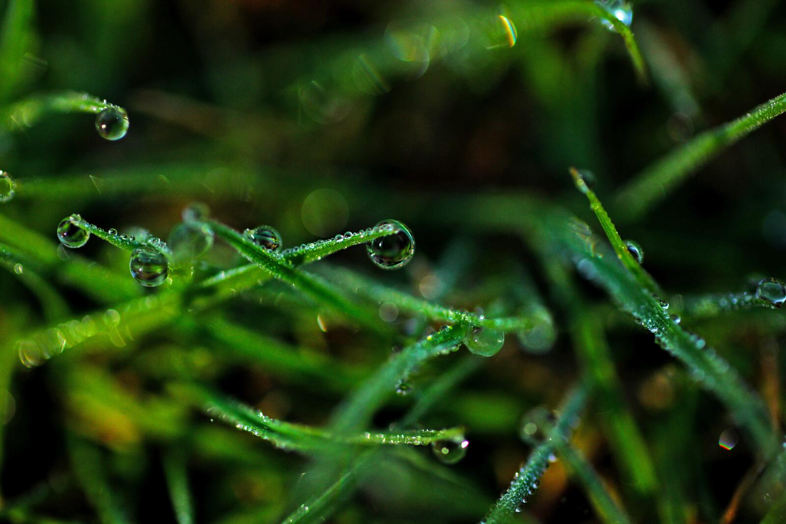 Бесплатное фото Капельки воды крупным планом на траве