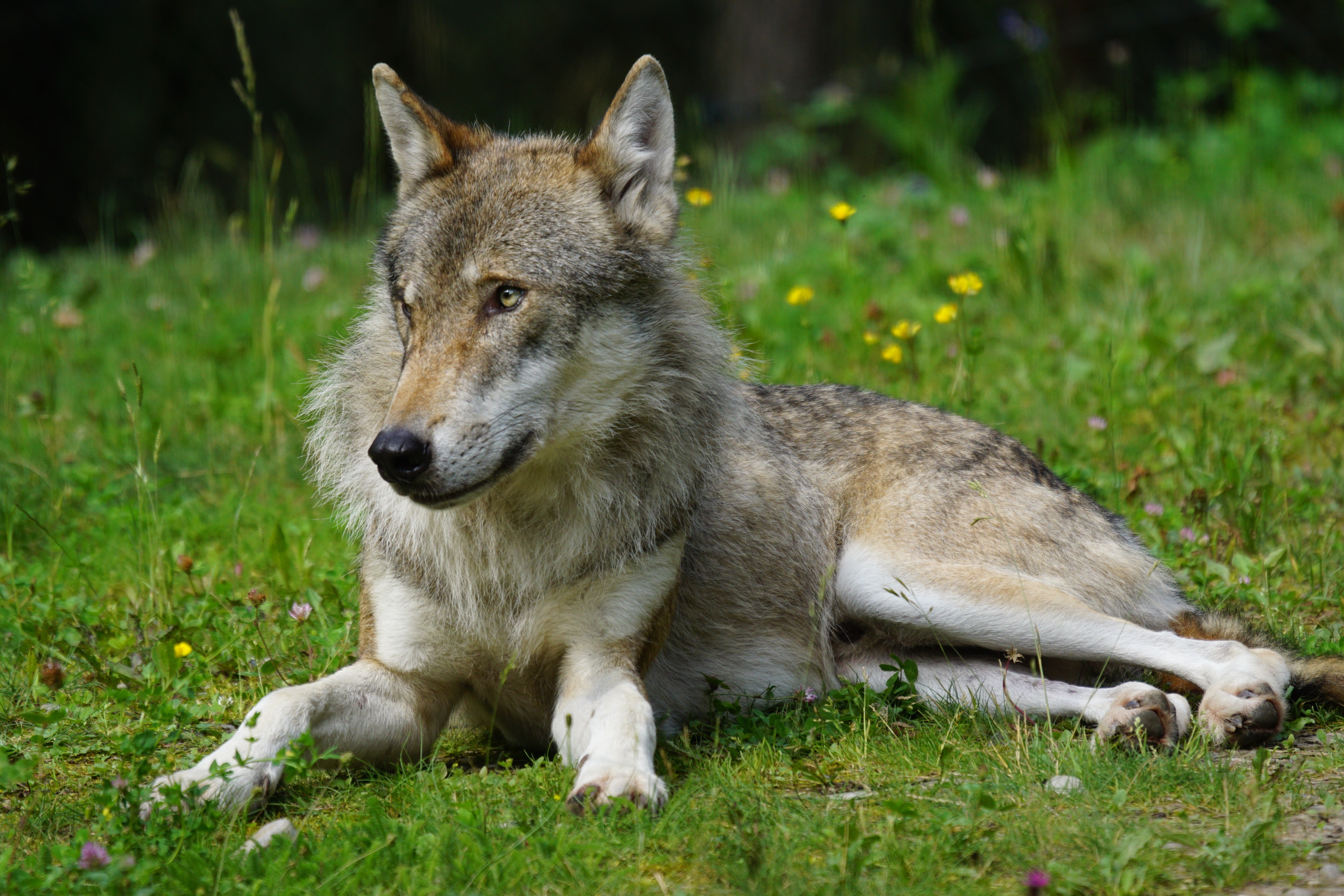 Бесплатное фото Серый волк лежит на травке