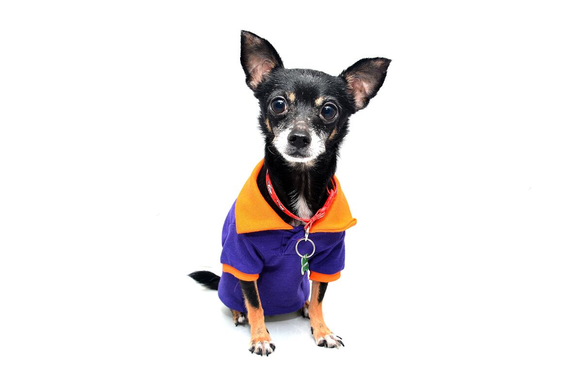 Chihuahua in a jacket on a white background