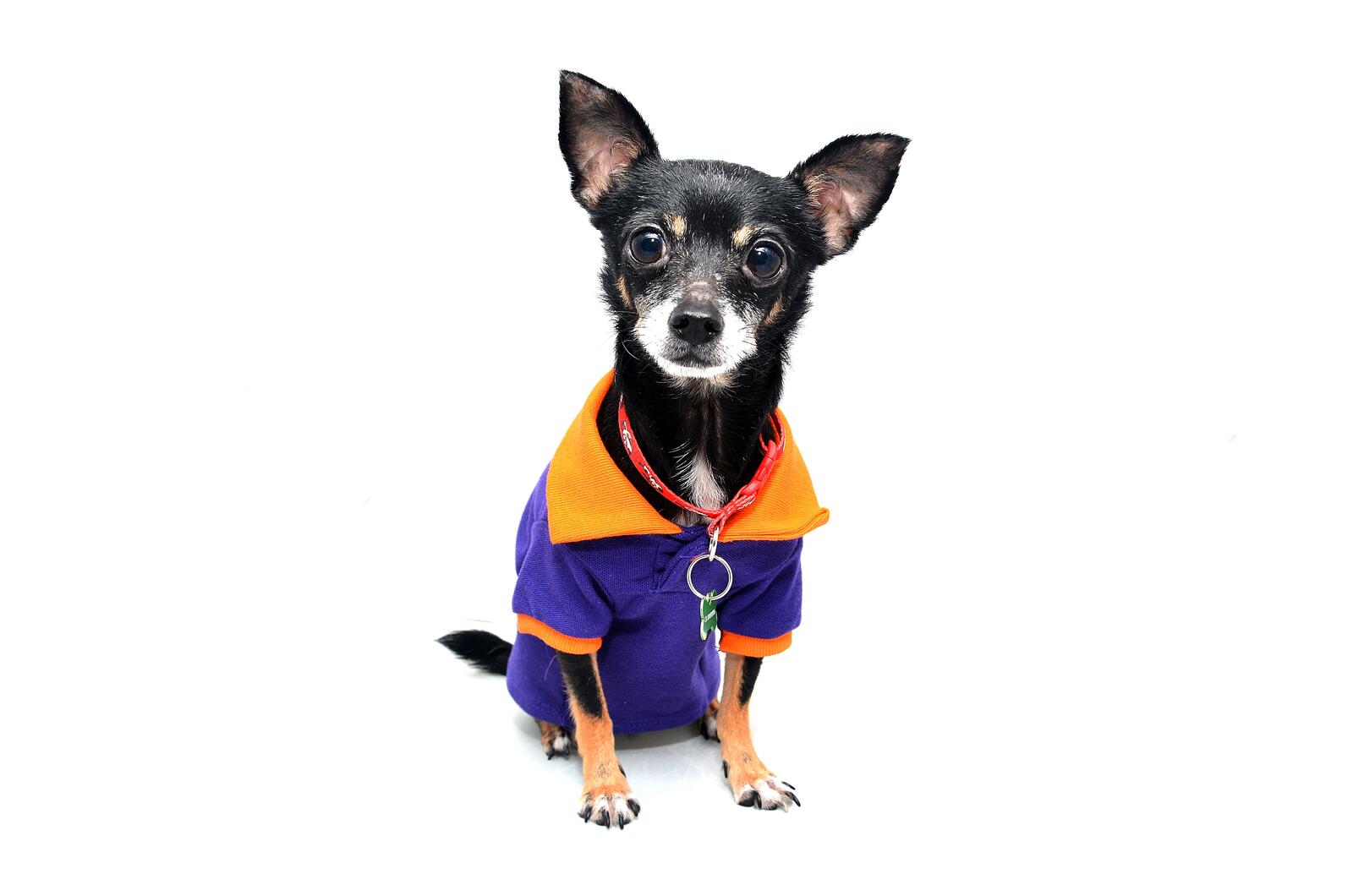 Free photo Chihuahua in a jacket on a white background