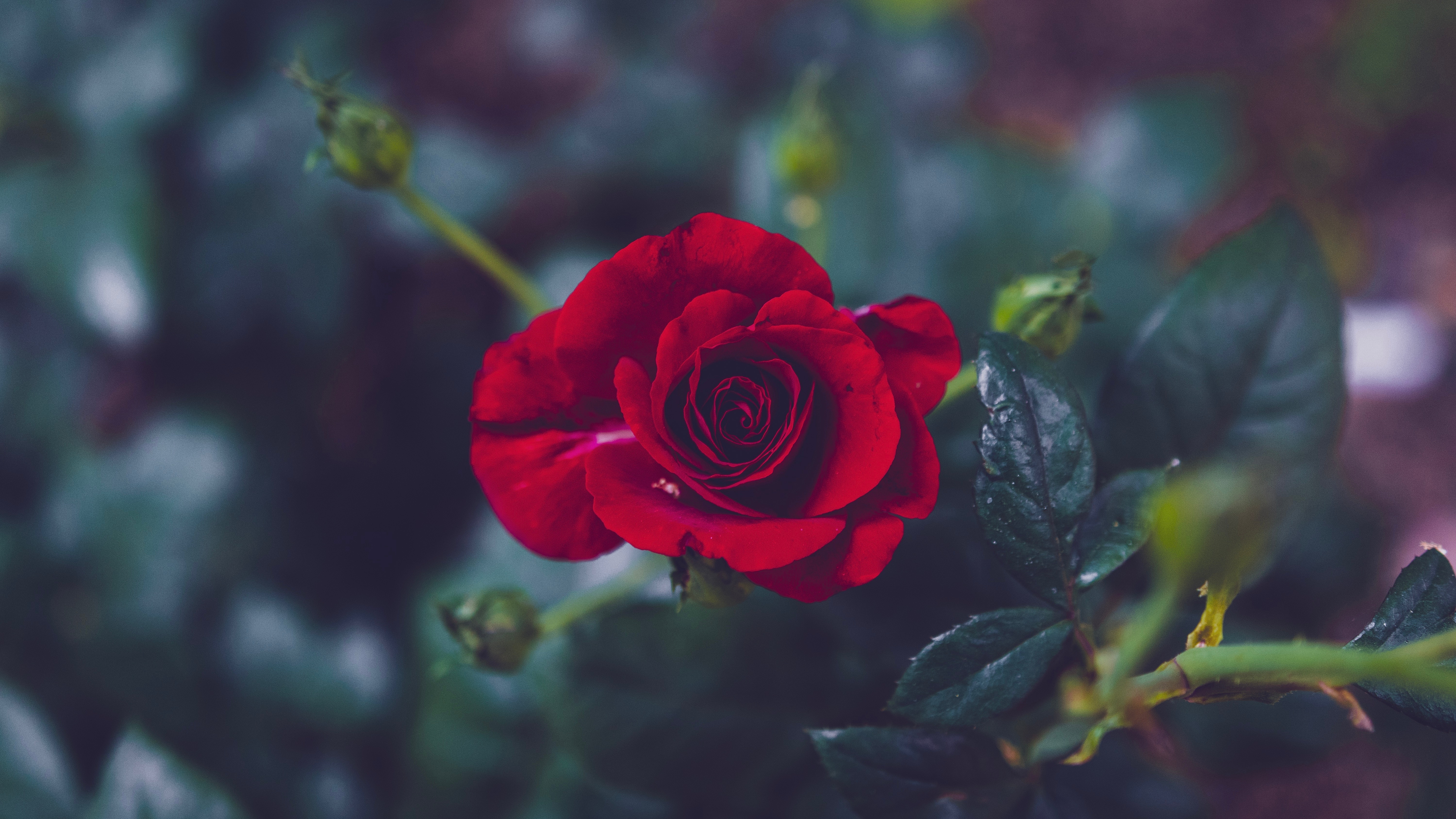 灌木丛中一朵孤独的红玫瑰