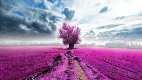 Wallpaper with a pink tree and a field