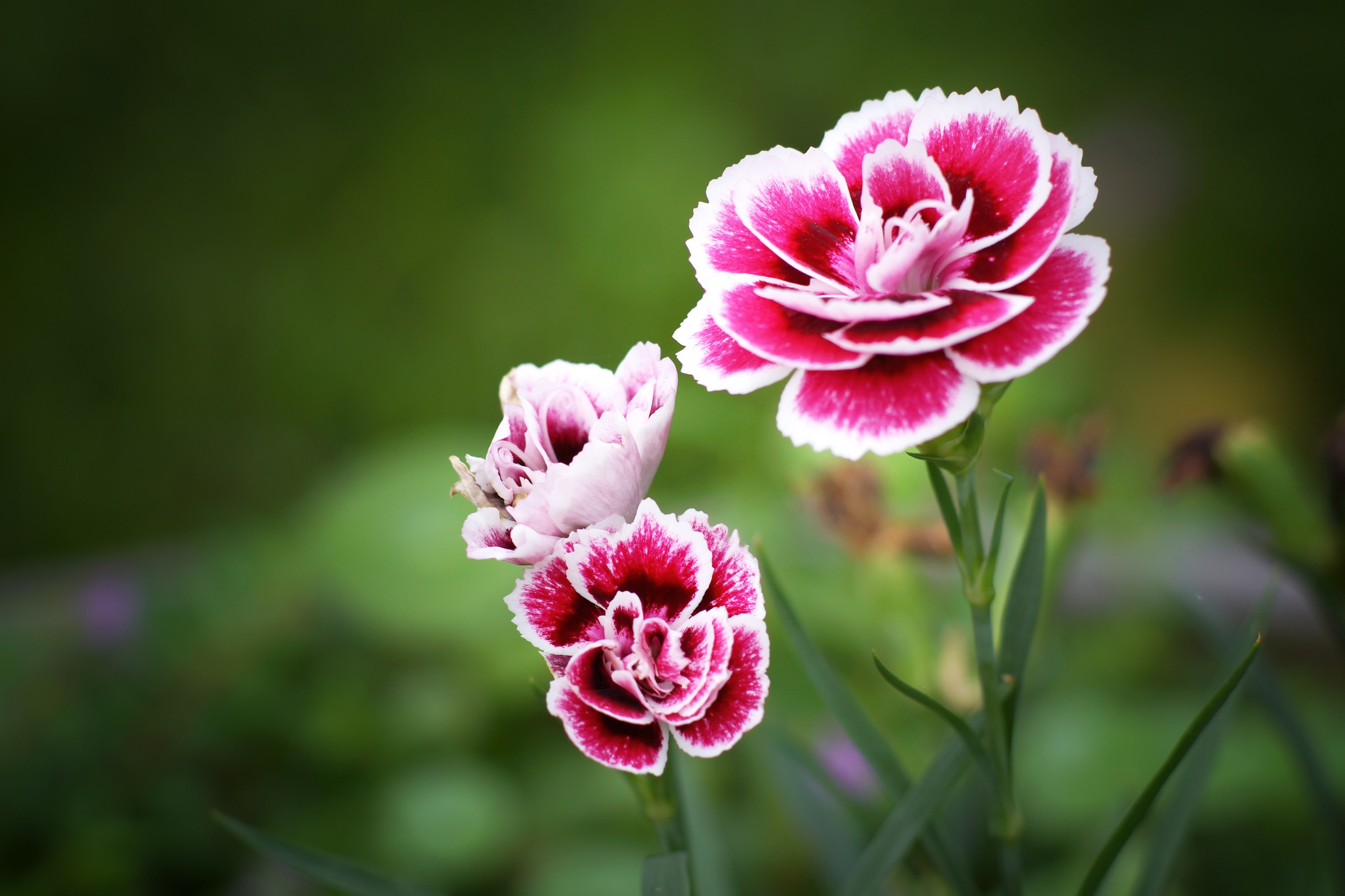 Бесплатное фото Красивые розовые цветы