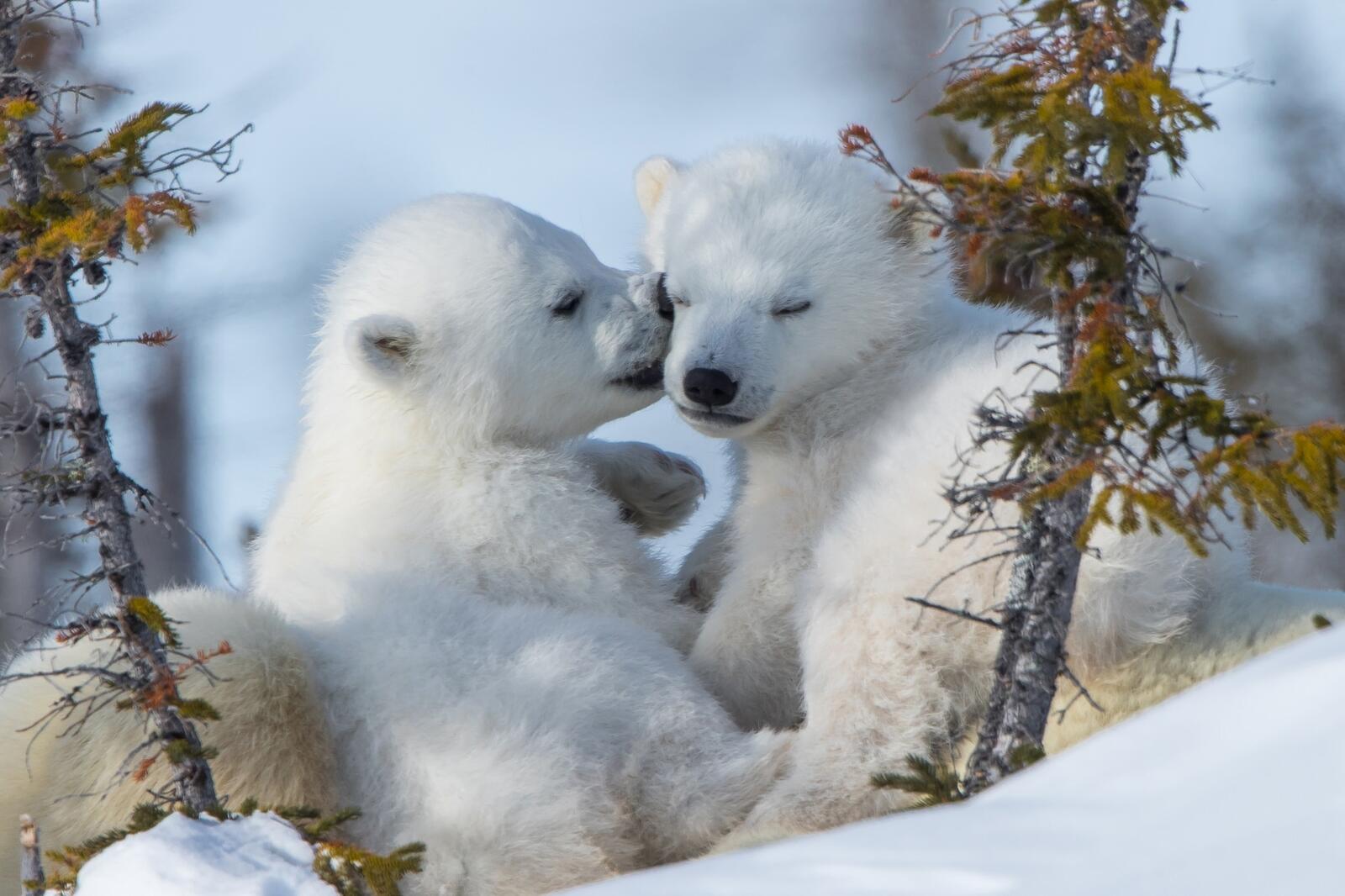 Free photo Little white bears playing in the snow