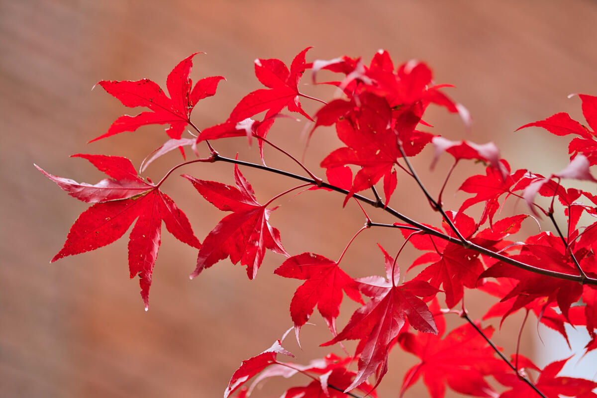 Тонкая ветка с красными листьями