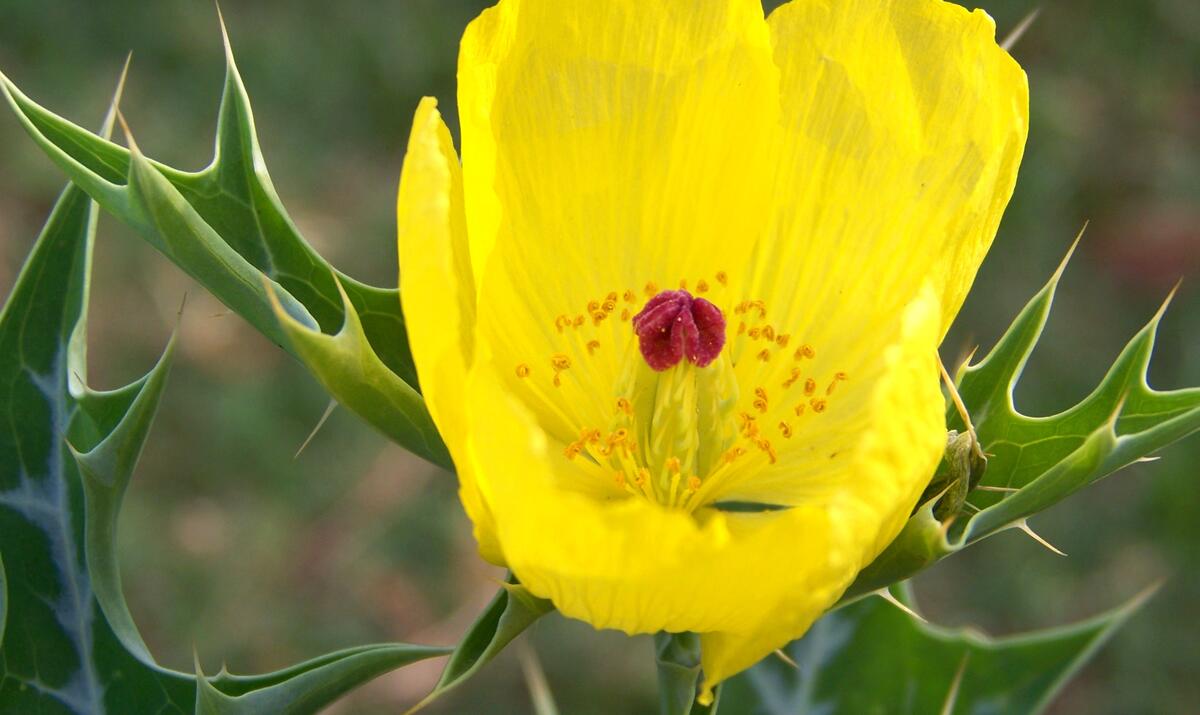 An unusual yellow flower
