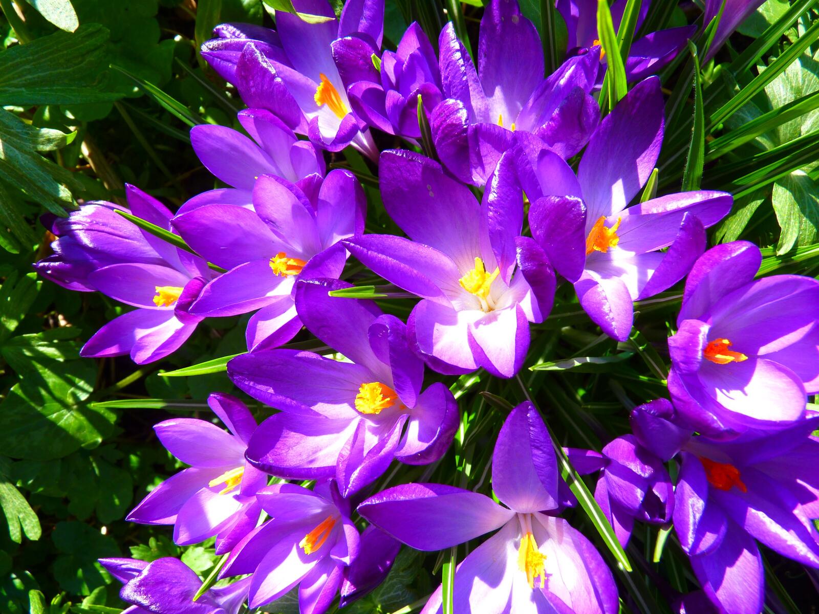 Free photo A shrub with purple flowers.