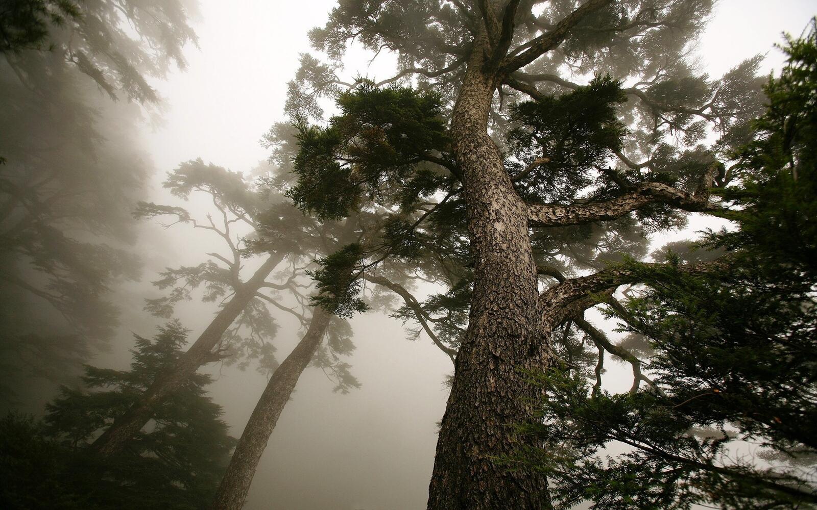Бесплатное фото Туман в старом лесу