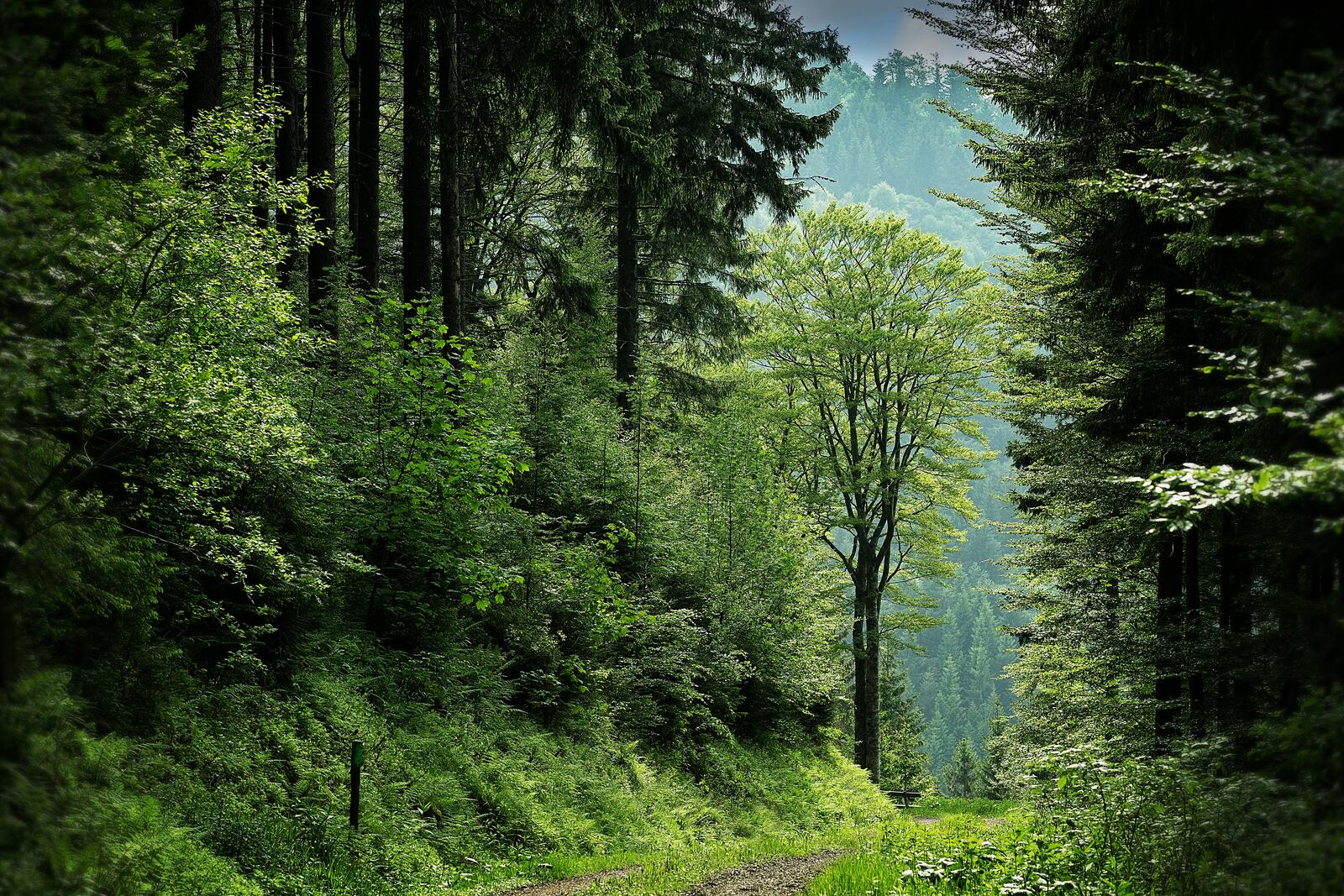 Бесплатное фото Умеренный широколистный и смешанный лес летом