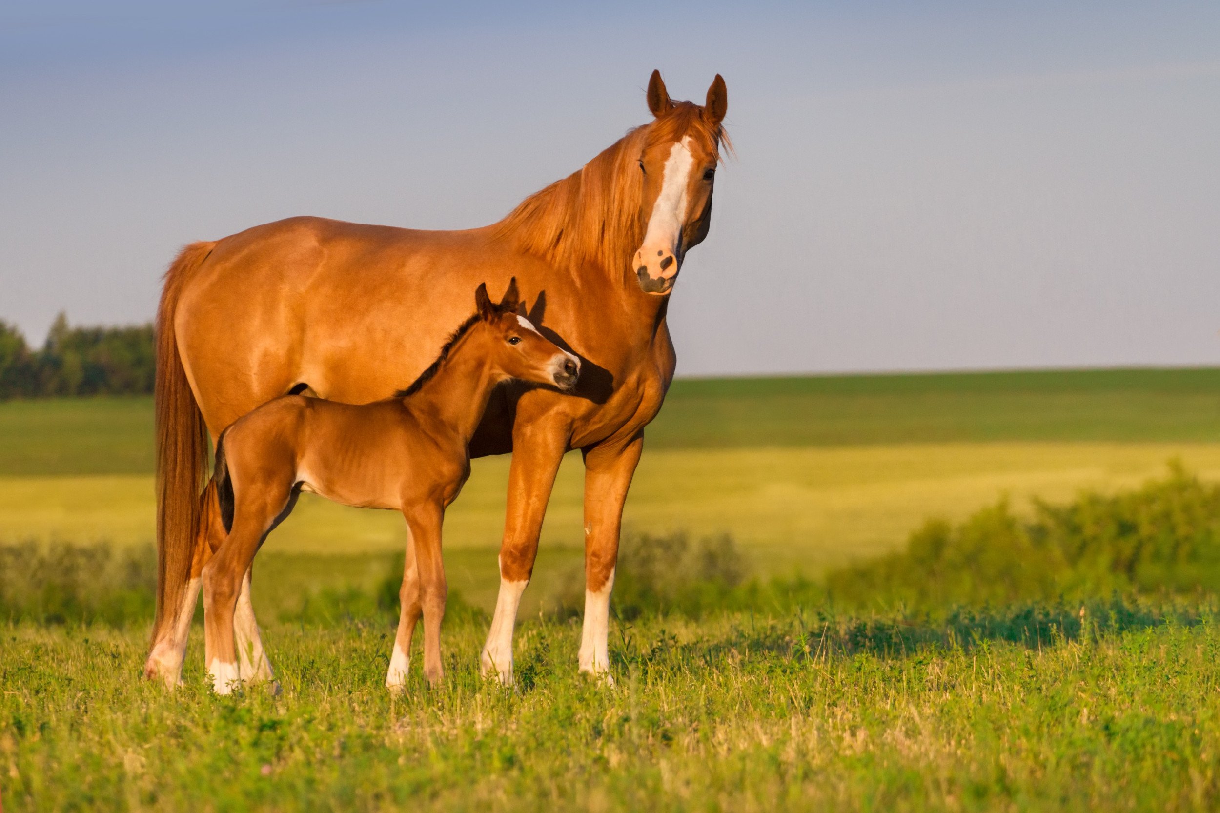 一匹马和一匹小马驹在田野里散步