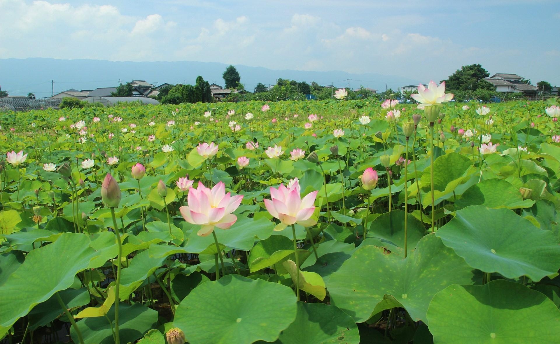 Lotuses grow in the field